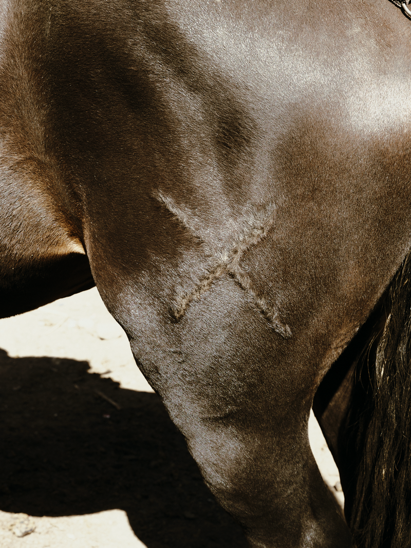 © Tiya Xu - Image from the Fade away pastoral photography project