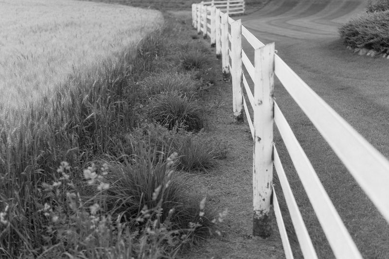 © Sasha Casta Williams - Image from the Can we find frogs to keep? photography project