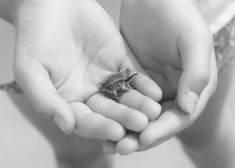 © Sasha Casta Williams - Image from the Can we find frogs to keep? photography project