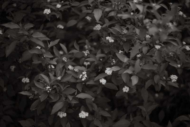 © Sasha Casta Williams - Image from the Can we find frogs to keep? photography project