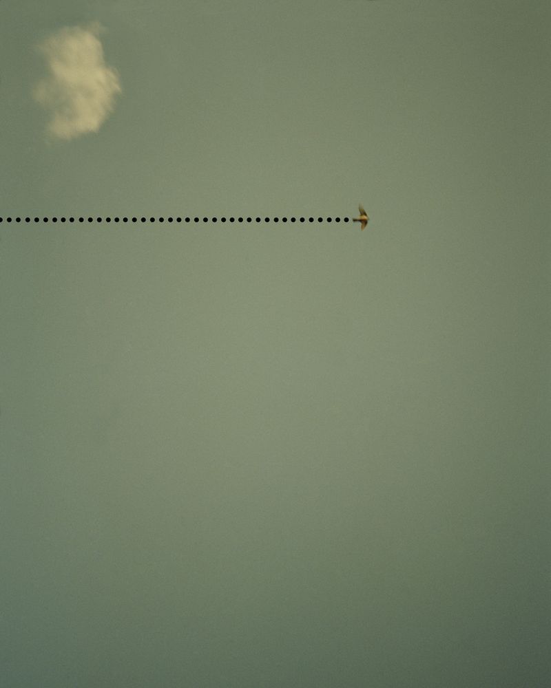 © David Favrod - Le vol de l’oiseau, 2017, 50x40 cm