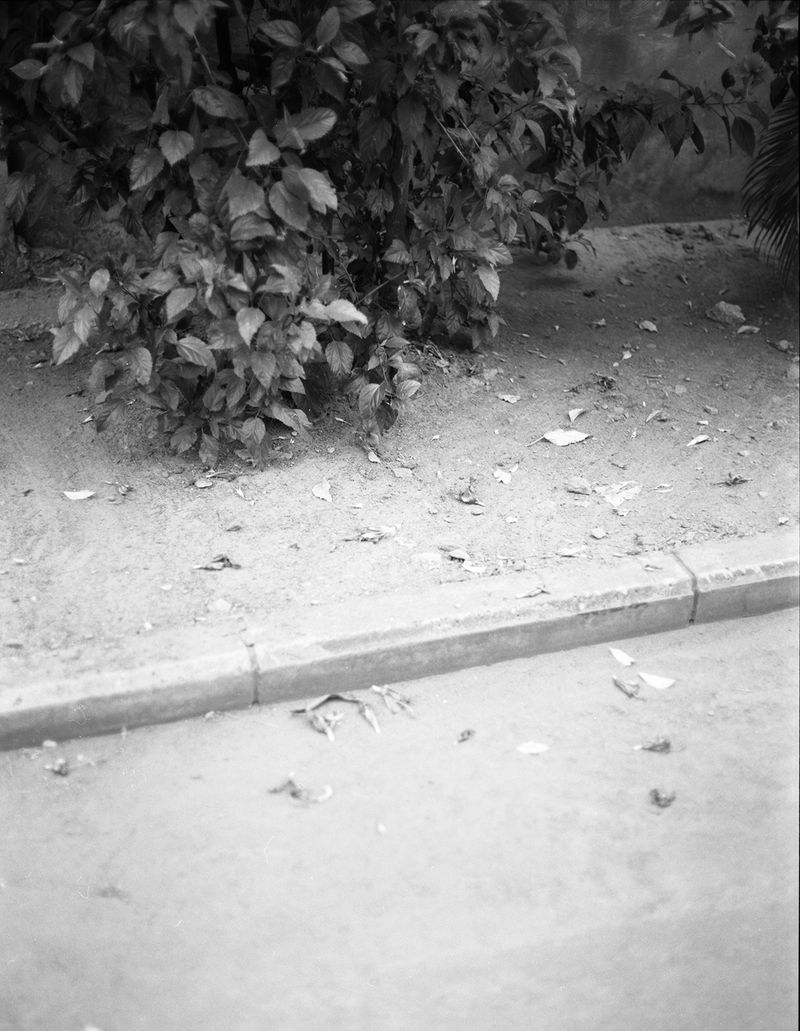 © Chrystel Mukeba - The Tree - image 3 - Kinshasa 2024