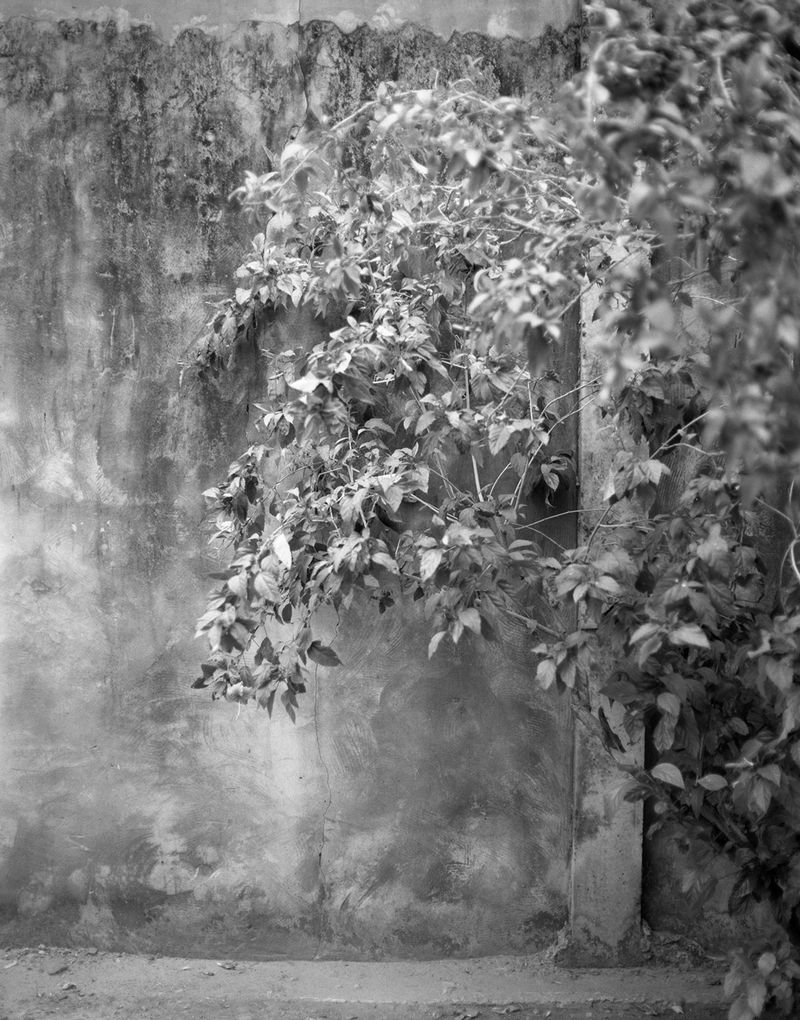 © Chrystel Mukeba - The Tree - image 1 - Kinshasa 2024