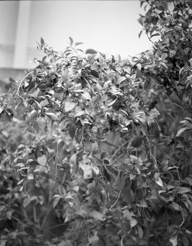 © Chrystel Mukeba - The Tree - image 2 - Kinshasa 2024