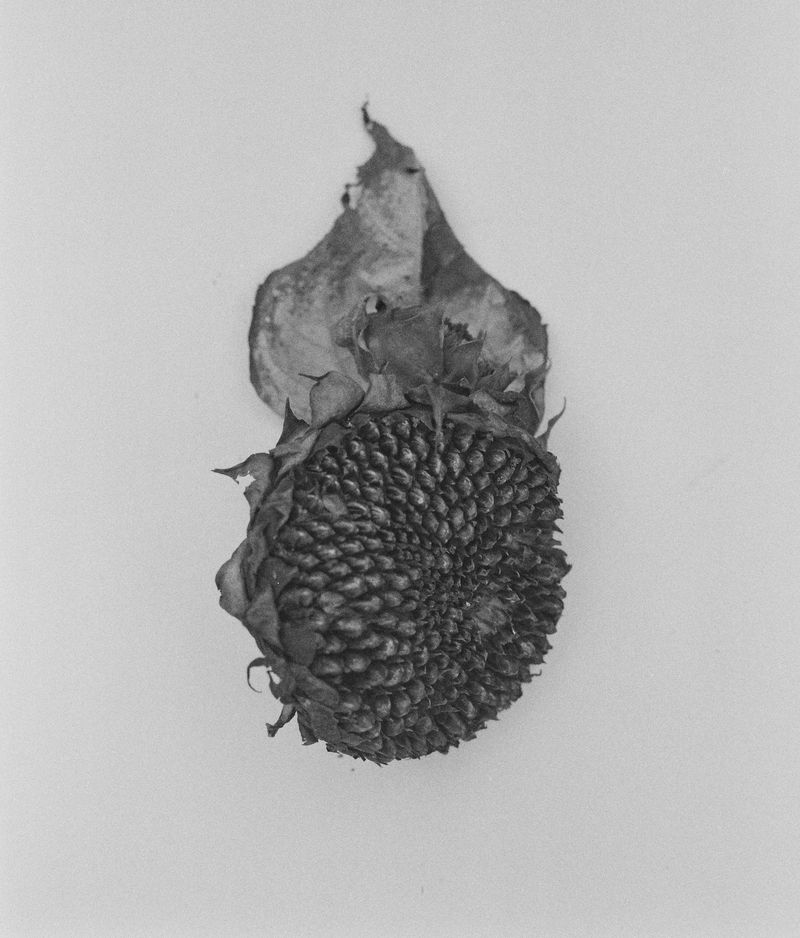 © Hayleigh Longman - Dried sunflower heads ready for harvest.