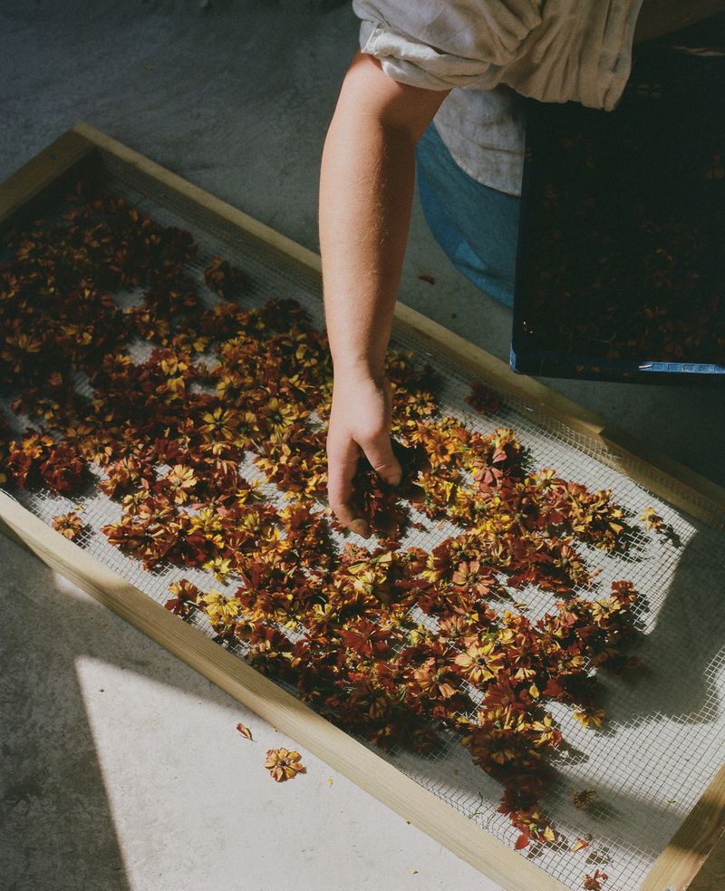 © Hayleigh Longman - Ffion drying flowers for dye.