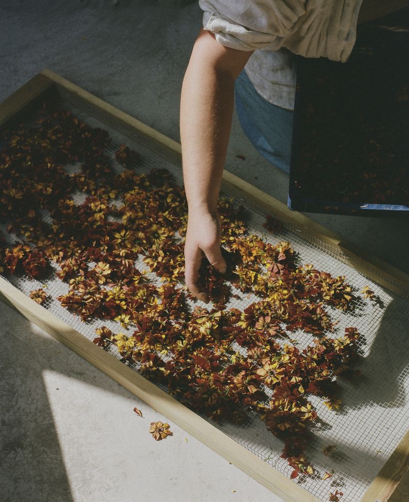 © Hayleigh Longman - Ffion drying flowers for dye.