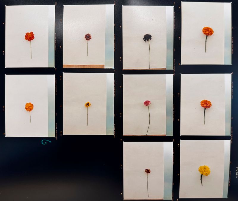 © Hayleigh Longman - dying flowers