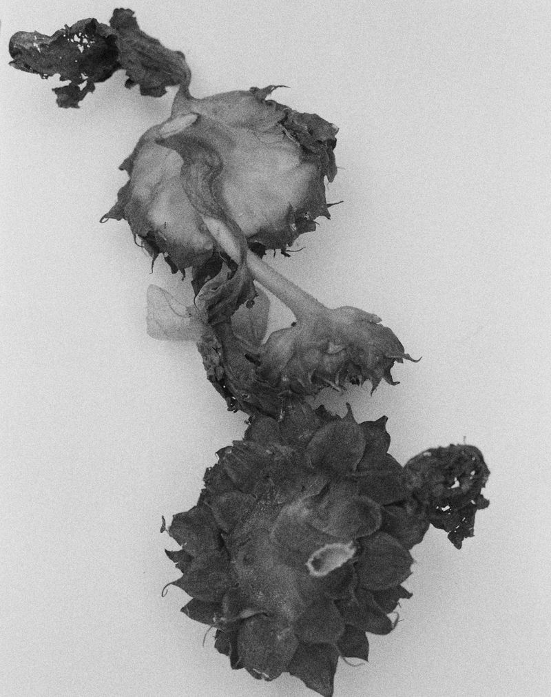 © Hayleigh Longman - Sunflower heads.