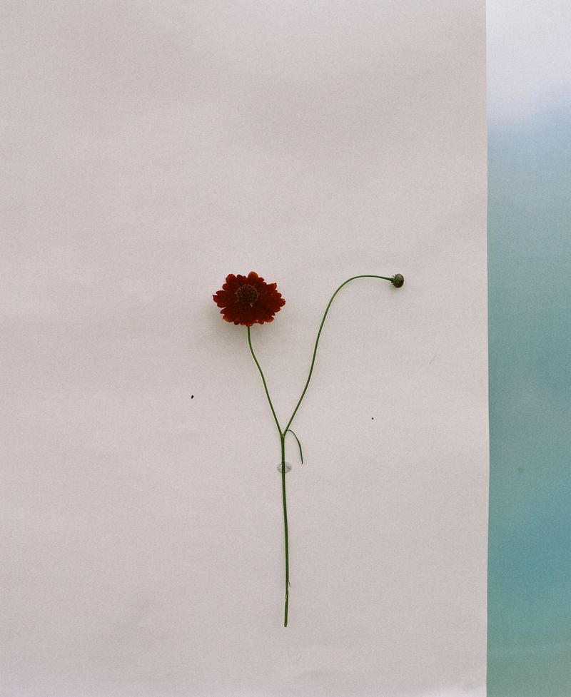 © Hayleigh Longman - Image from the A labour of love - Hael Natural Colour. photography project