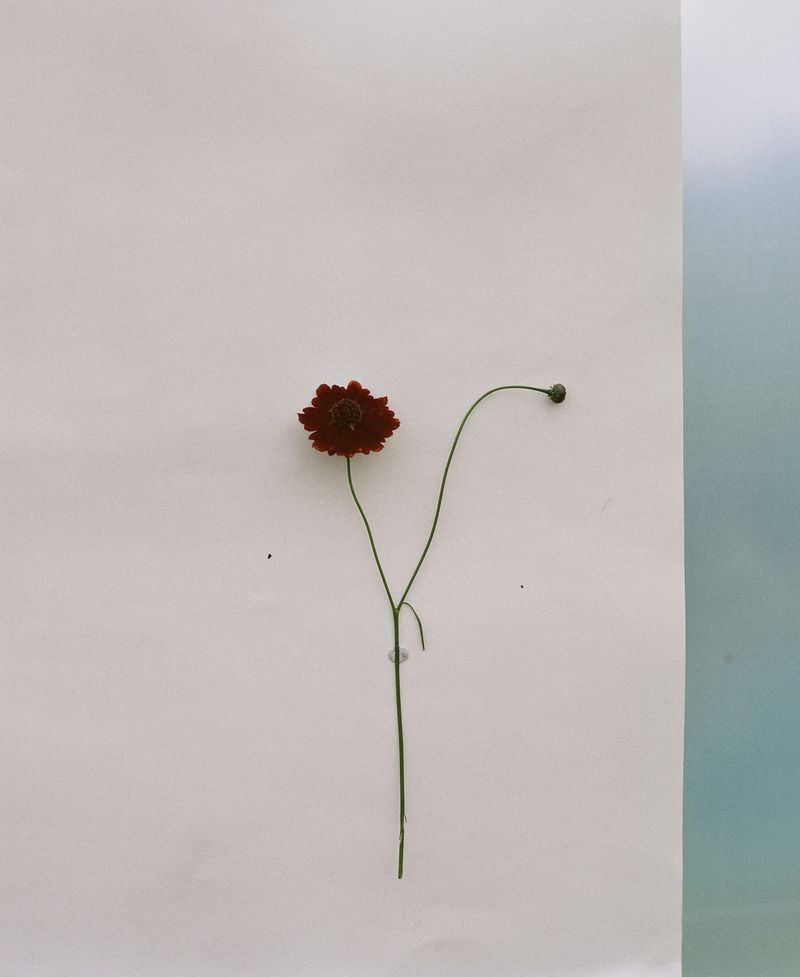 © Hayleigh Longman - Image from the A labour of love - Hael Natural Colour. photography project
