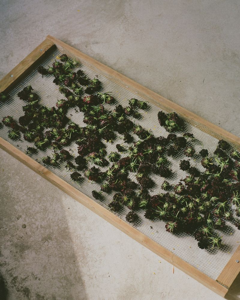 © Hayleigh Longman - Dehydrated flowers ready to be stored for dye.