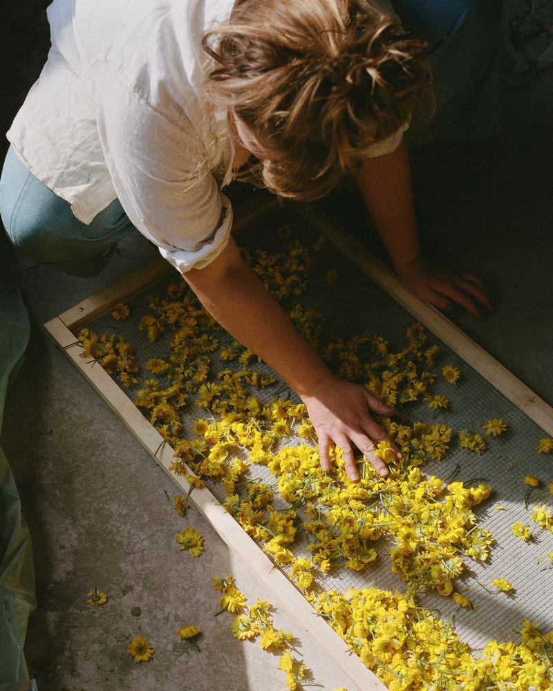 © Hayleigh Longman - Ffion drying flowers for dye 2024