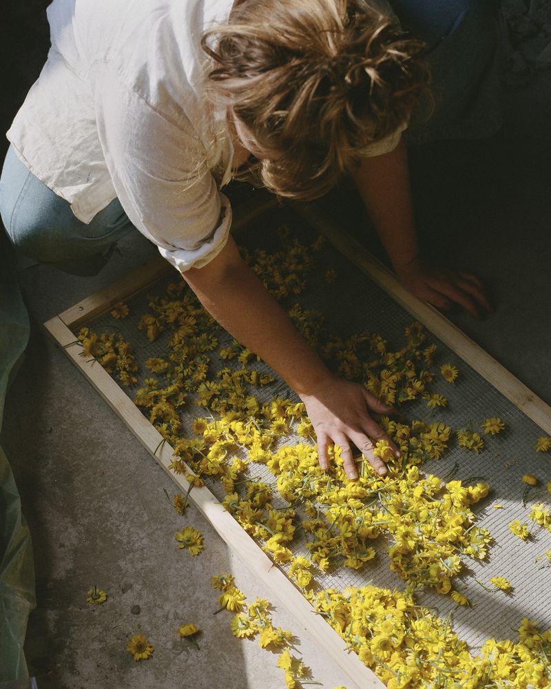 © Hayleigh Longman - Ffion drying flowers for dye 2024