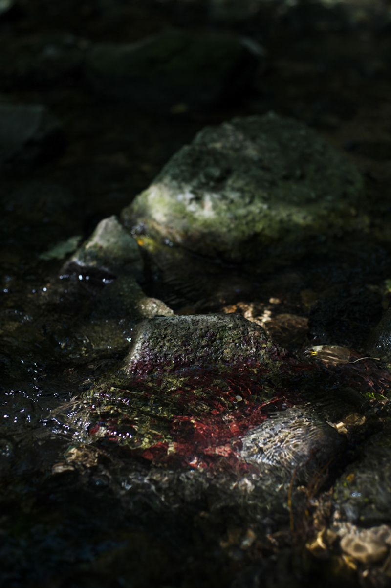 © treillet juliette - Image from the Hearth ( Foyer ) photography project