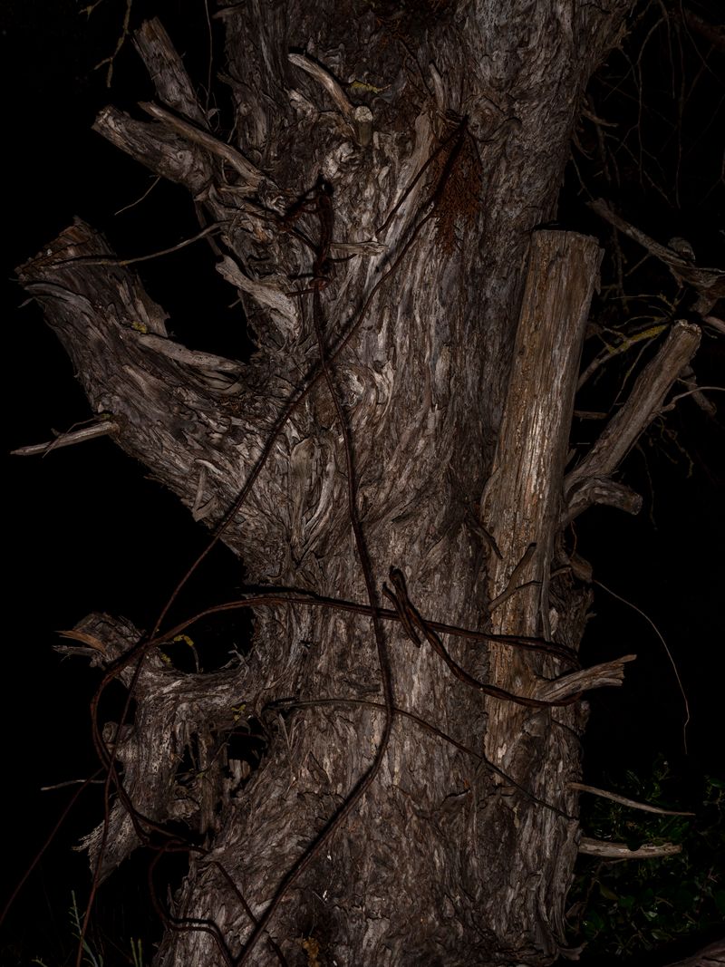 © Rui Costa - Image from the Uma Azeitona Bordada em Azul photography project