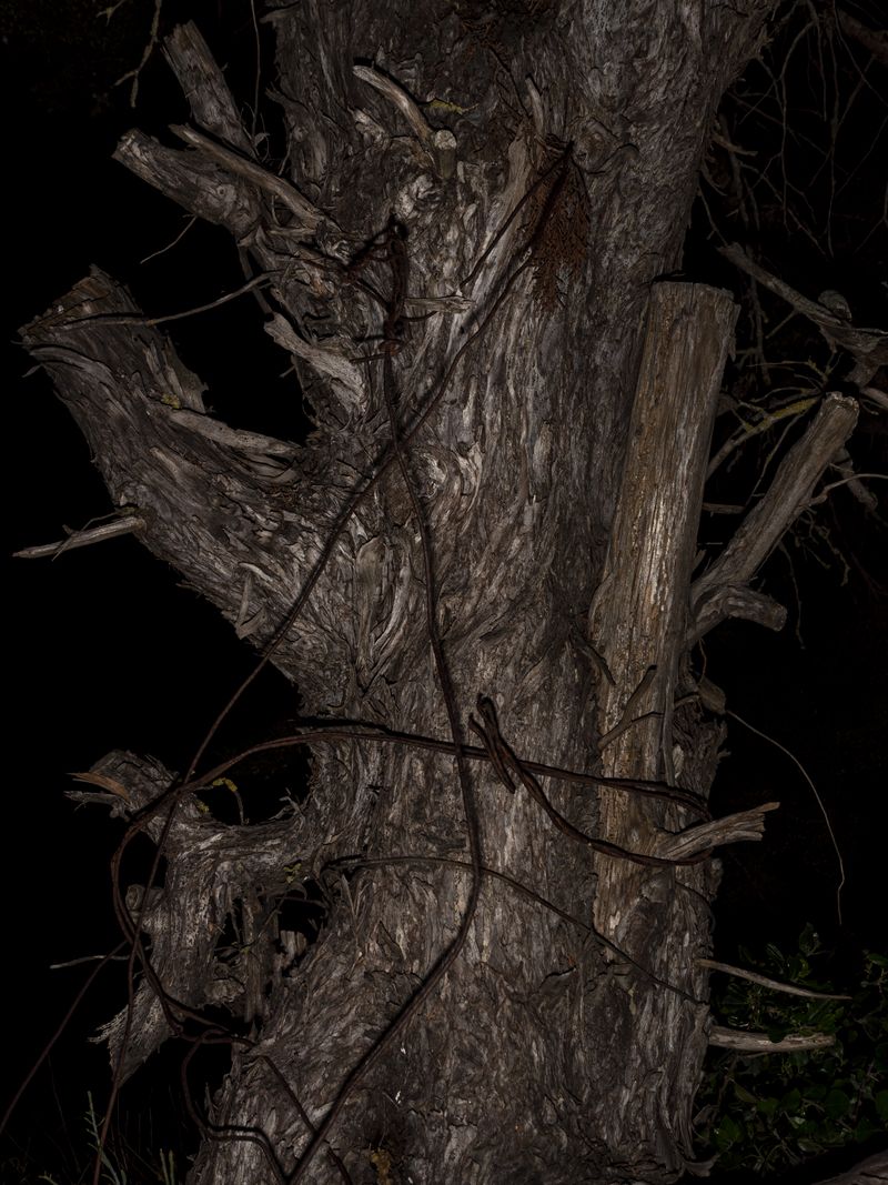 © Rui Costa - Image from the Uma Azeitona Bordada em Azul photography project