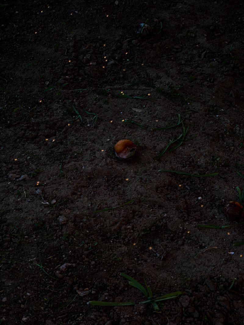 © Rui Costa - Image from the Uma Azeitona Bordada em Azul photography project