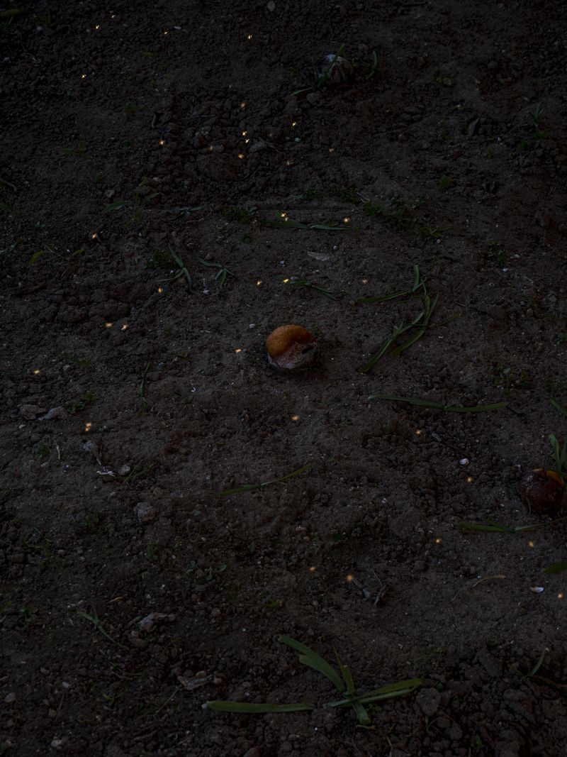 © Rui Costa - Image from the Uma Azeitona Bordada em Azul photography project