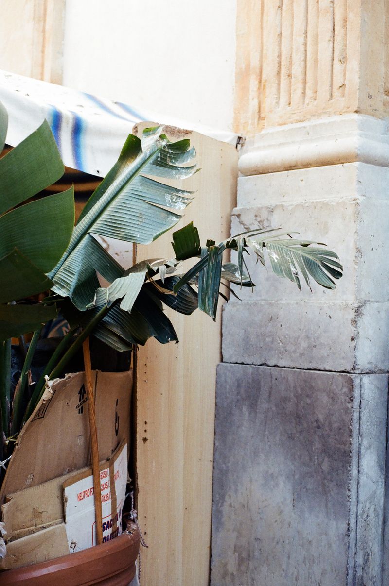 © Liesl Pfeffer - PalermoItaly202035mm photograph