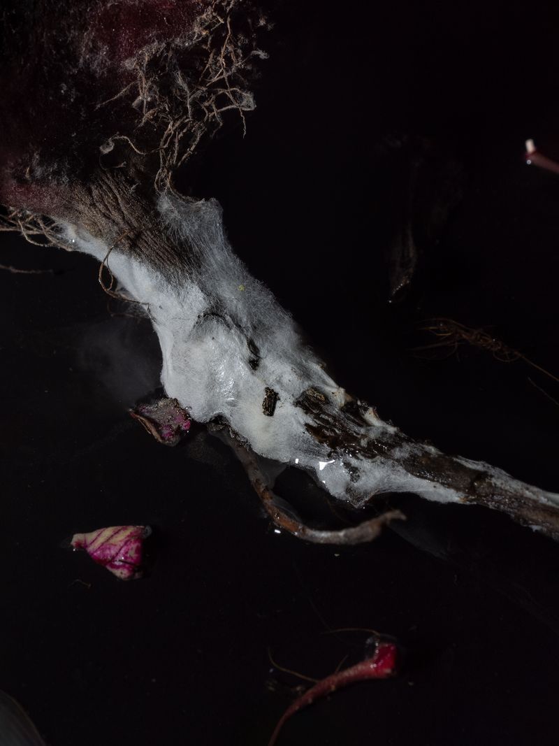 © Nika Sandler - Image from the Plant and Human Pain photography project