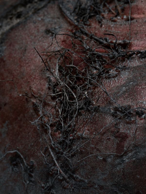 © Nika Sandler - Image from the Plant and Human Pain photography project