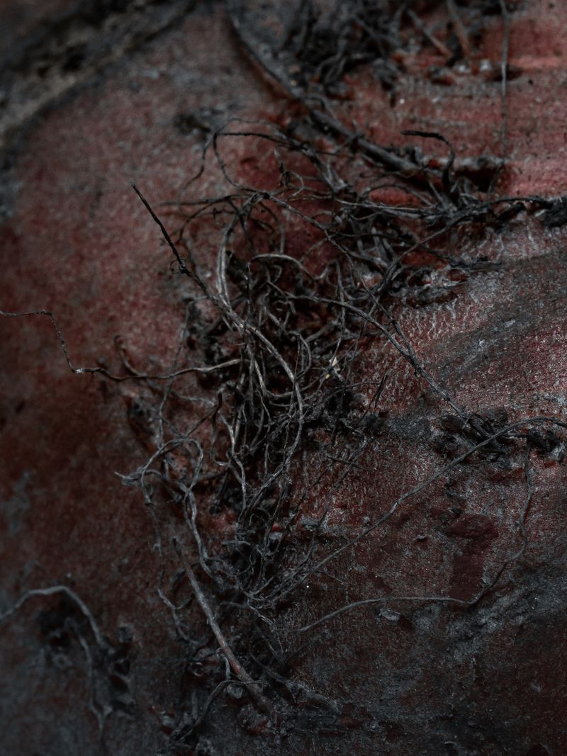 © Nika Sandler - Image from the Plant and Human Pain photography project