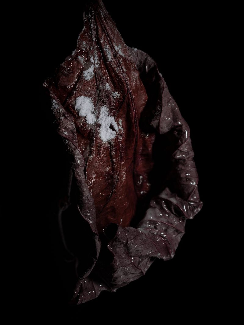 © Nika Sandler - Image from the Plant and Human Pain photography project