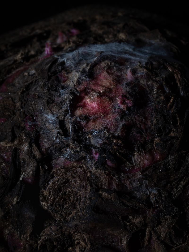 © Nika Sandler - Image from the Plant and Human Pain photography project