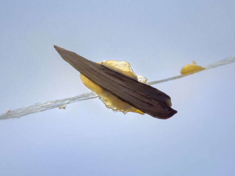 © Nika Sandler - Image from the A History of Teeth photography project