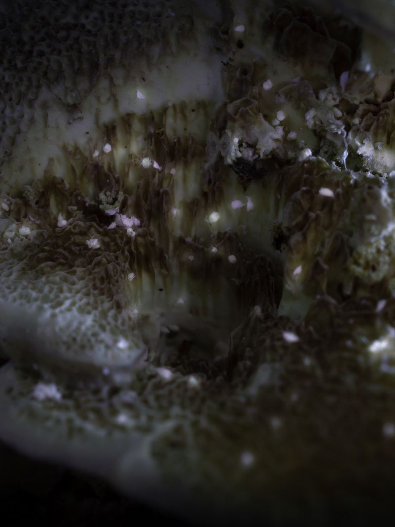 © Nika Sandler - Image from the Mycophilia photography project