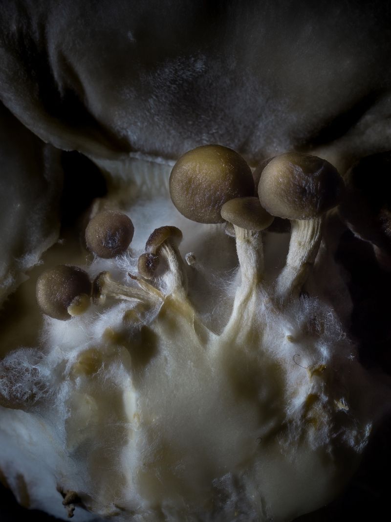 © Nika Sandler - Image from the Mycophilia photography project
