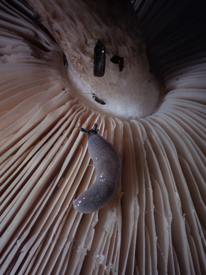 © Nika Sandler - Image from the Mycophilia photography project