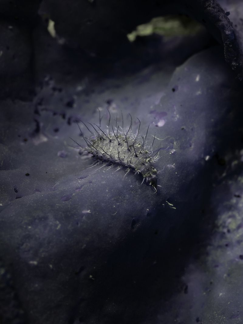 © Nika Sandler - Image from the Mycophilia photography project