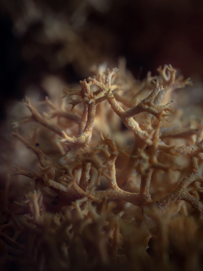 © Nika Sandler - Image from the Mycophilia photography project