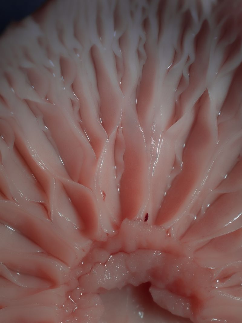 © Nika Sandler - Image from the Mycophilia photography project