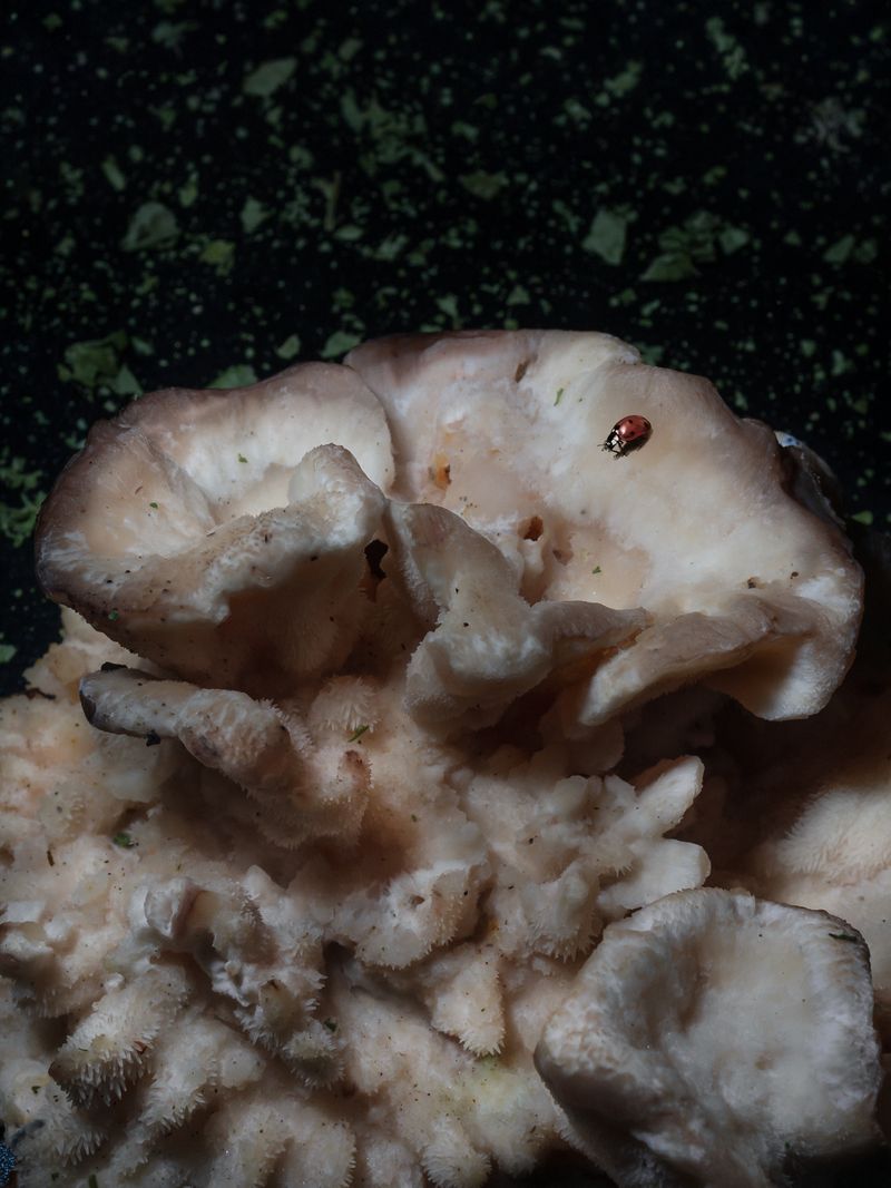 © Nika Sandler - Image from the Mycophilia photography project