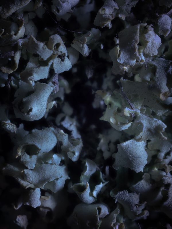 © Nika Sandler - Image from the Mycophilia photography project