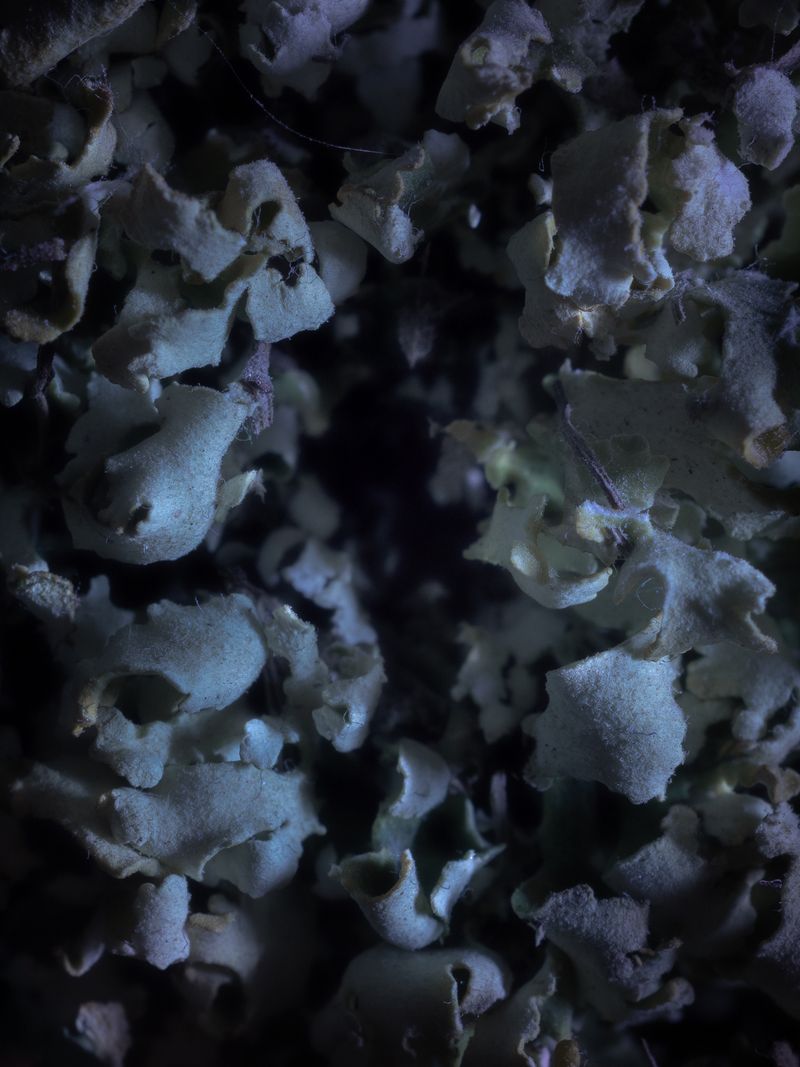 © Nika Sandler - Image from the Mycophilia photography project