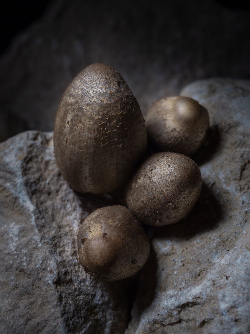 © Nika Sandler - Image from the Mycophilia photography project