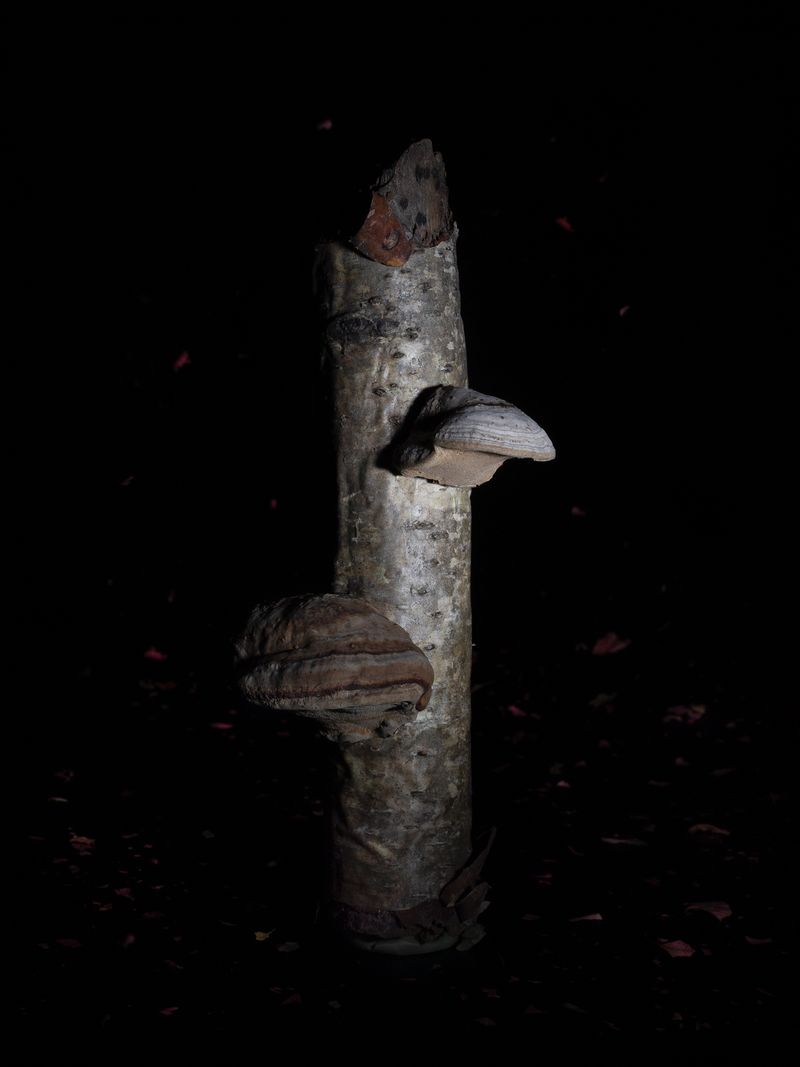 © Nika Sandler - Image from the Mycophilia photography project