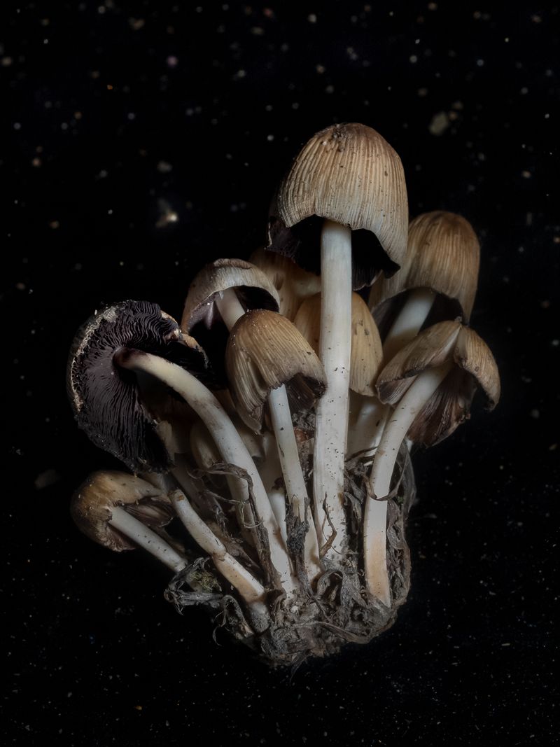© Nika Sandler - Image from the Mycophilia photography project