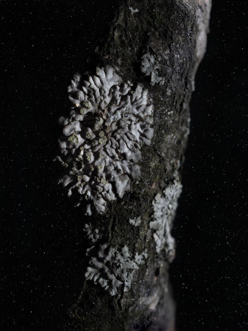 © Nika Sandler - Image from the Mycophilia photography project