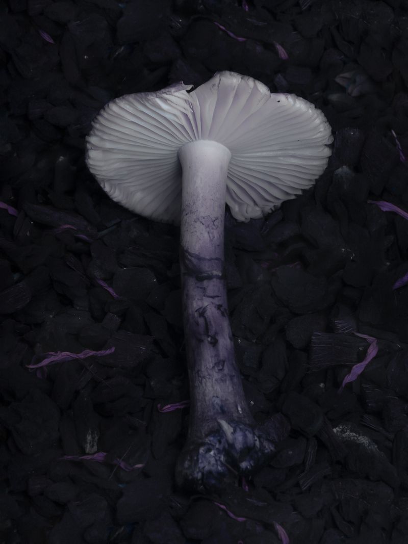 © Nika Sandler - Image from the Mycophilia photography project