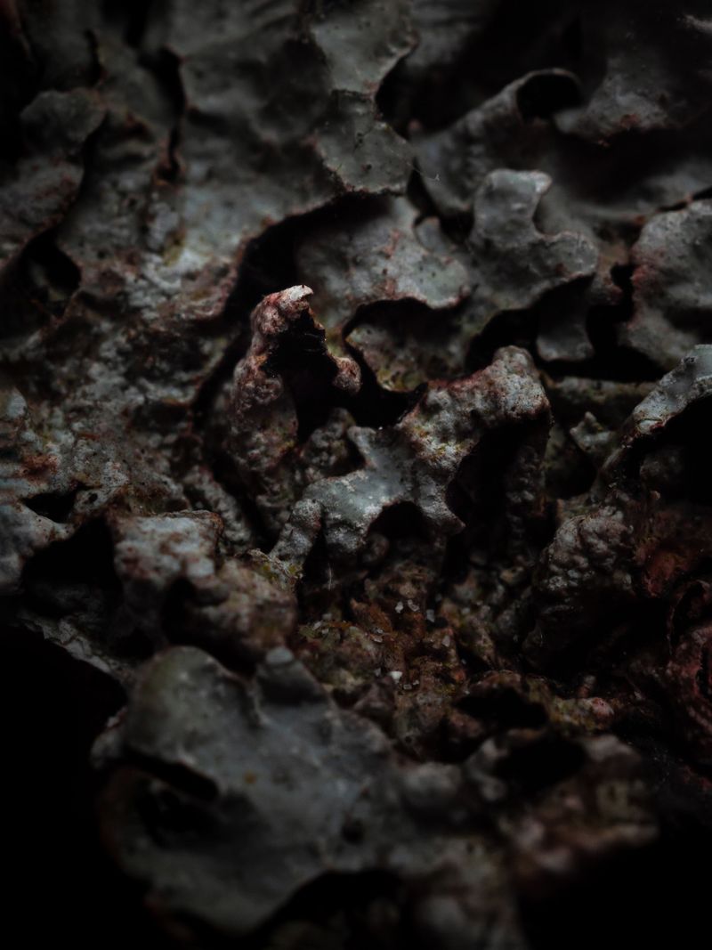 © Nika Sandler - Image from the Mycophilia photography project