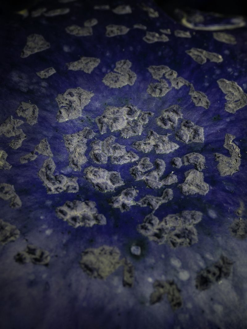 © Nika Sandler - Image from the Mycophilia photography project