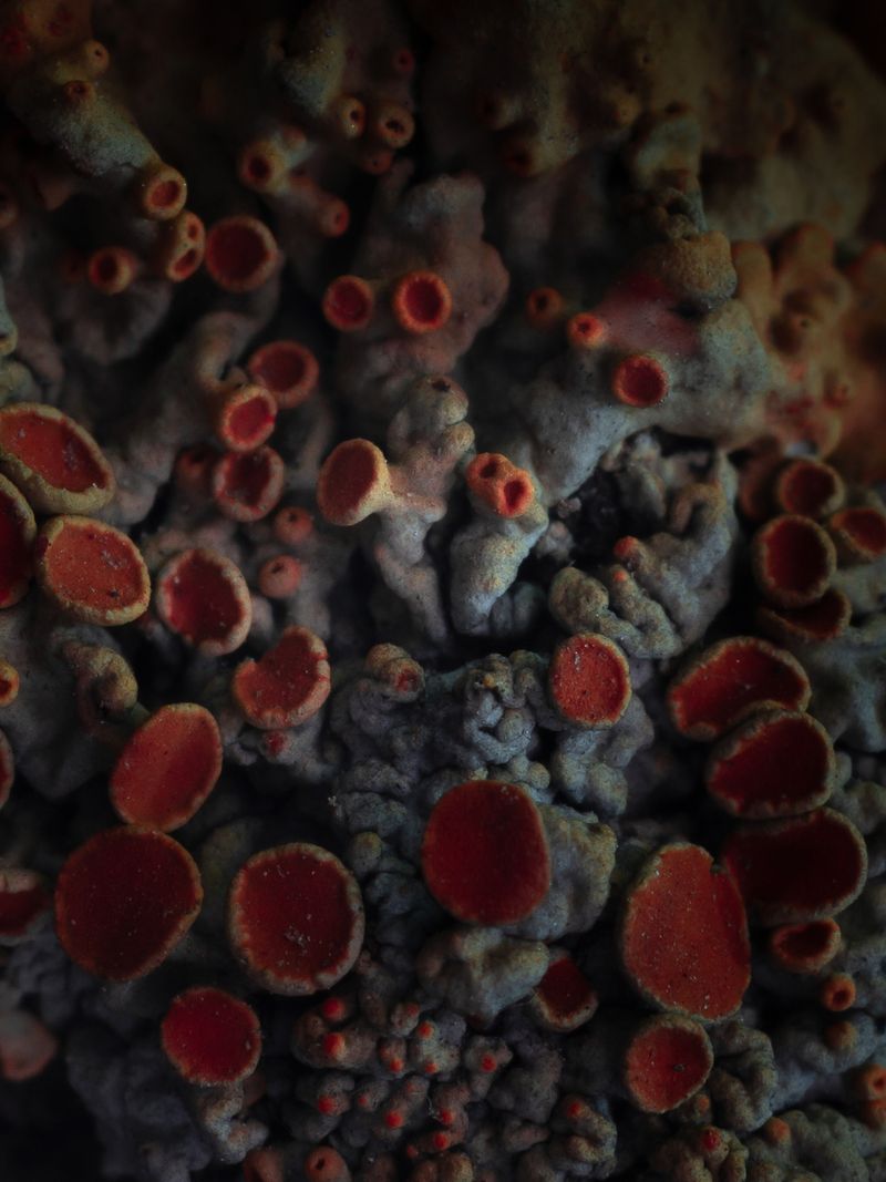 © Nika Sandler - Image from the Mycophilia photography project