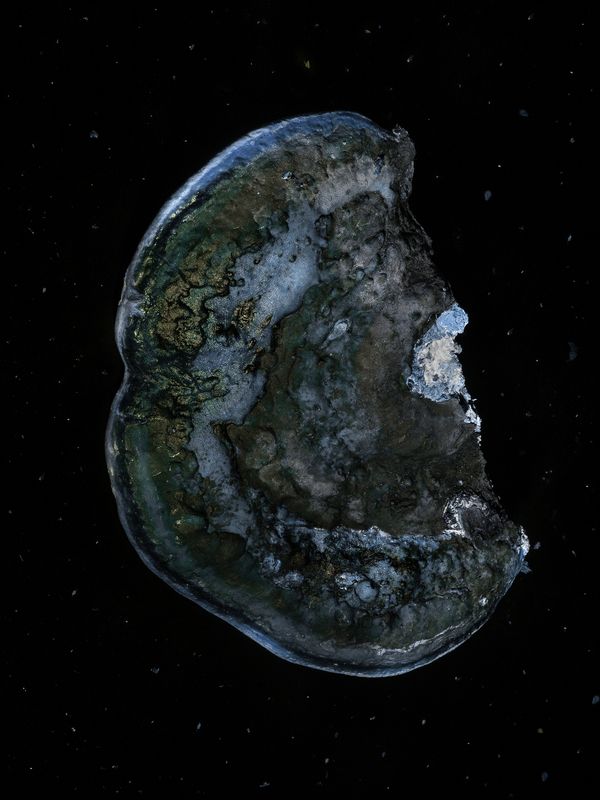 © Nika Sandler - Image from the Mycophilia photography project