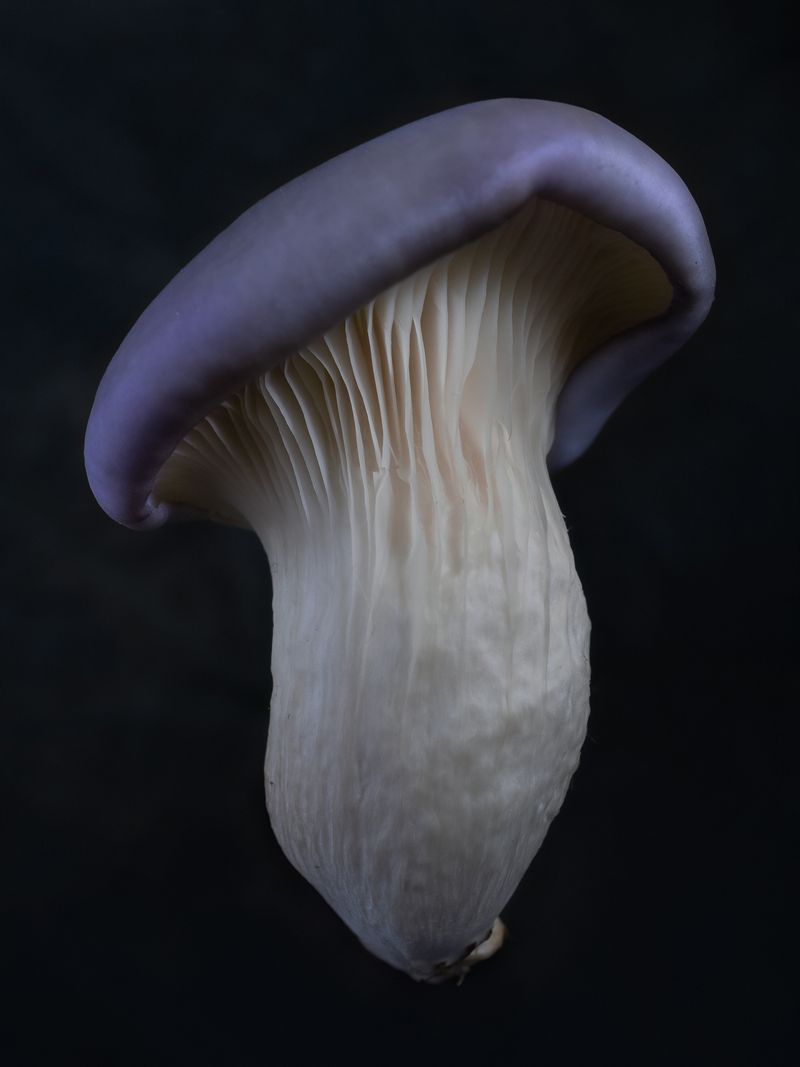 © Nika Sandler - Image from the Mycophilia photography project