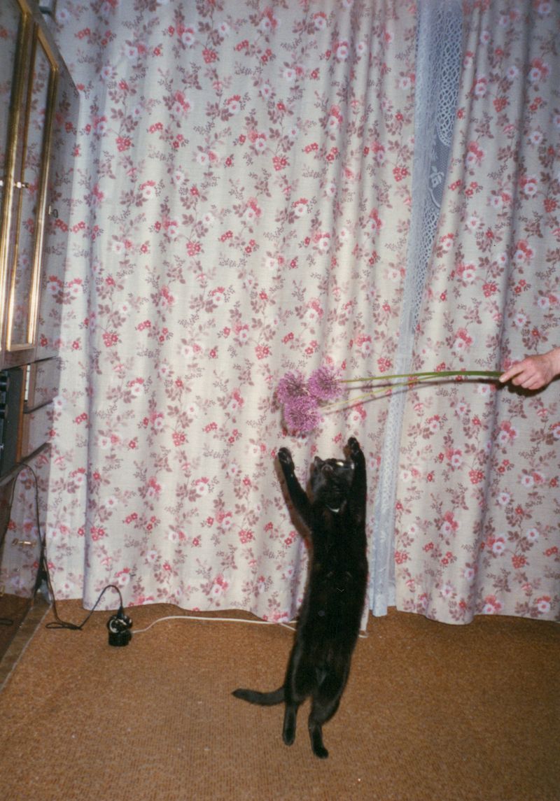 © Nika Sandler - Image from the My Nonhuman Friends photography project